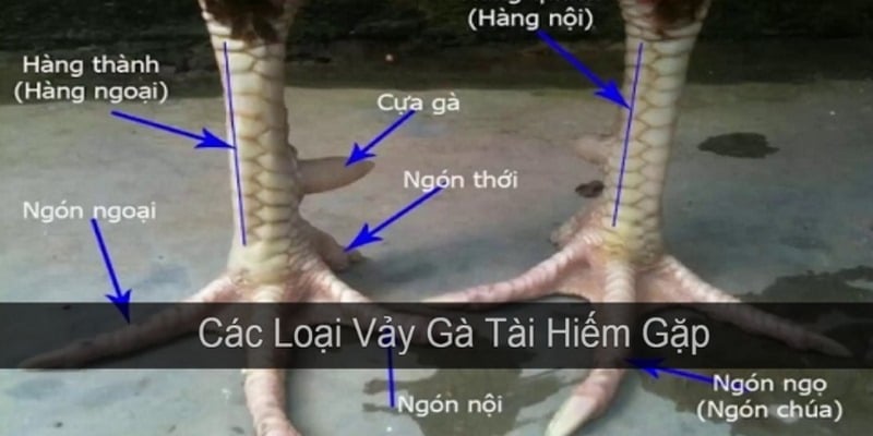 Cách xem vảy gà chọi: Hướng dẫn chi tiết cho người chơi gà 4 Những bước luyện tập để thành thạo cách xem vảy gà chọi