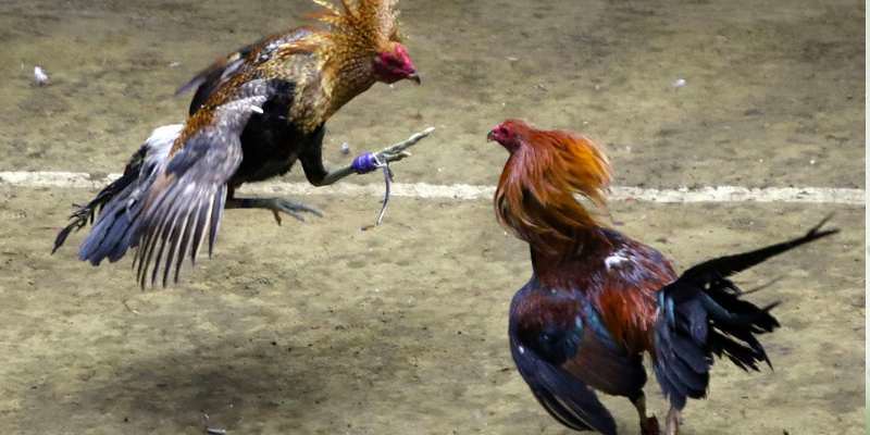 Đá Gà Cựa Sắt: Hướng Dẫn Toàn Diện Về Đá Gà Với Cựa Sắt 3 Các Bước Chuẩn Bị Cho Trận Đá Gà Cựa Sắt