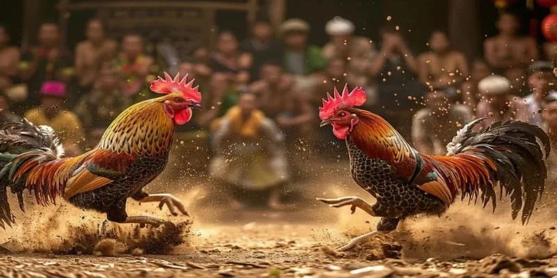 Đá gà trực tiếp 88: Trải nghiệm đá gà trực tuyến đỉnh cao 4 Top 5 địa chỉ đá gà trực tiếp 88 uy tín nhất hiện nay