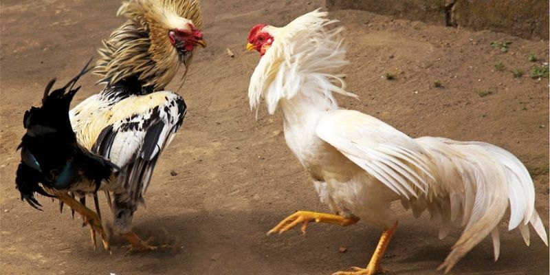 Đá Gà Cựa Sắt: Hướng Dẫn Toàn Diện Về Đá Gà Với Cựa Sắt 1 đá gà cựa sắt