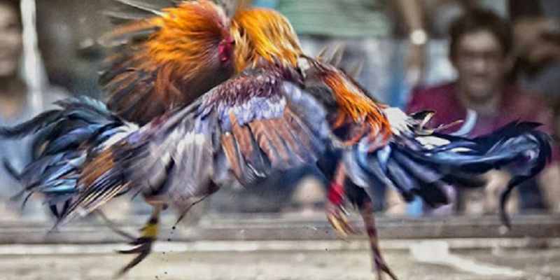 Đá gà trực tiếp 88: Trải nghiệm đá gà trực tuyến đỉnh cao 2 Đá gà trực tiếp 88 là gì?