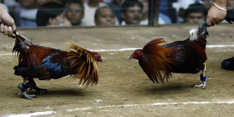 Đá gà trực tiếp 88: Trải nghiệm đá gà trực tuyến đỉnh cao 3 Hướng dẫn xem đá gà trực tiếp trên Đá gà trực tiếp 88