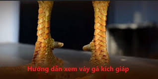 Cách xem vảy gà chọi: Hướng dẫn chi tiết cho người chơi gà 2 Giới thiệu về vảy gà chọi và vai trò của nó