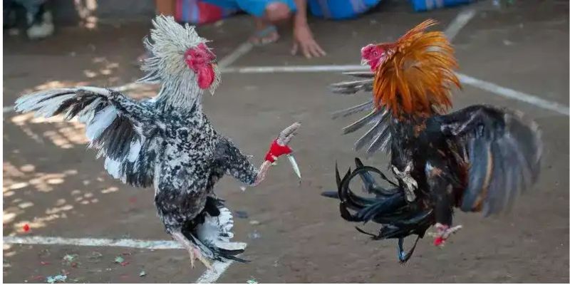 Đá Gà Cựa Dao: Tất Cả Những Điều Cần Biết 4 Những Tính Năng Hấp Dẫn Của Đá Gà Cựa Dao