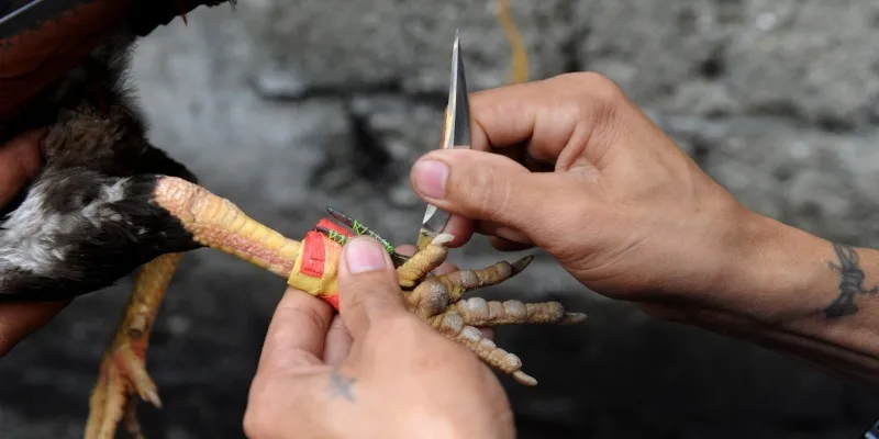 Đá Gà Cựa Dao: Tất Cả Những Điều Cần Biết 2 Đá Gà Cựa Dao Là Gì?