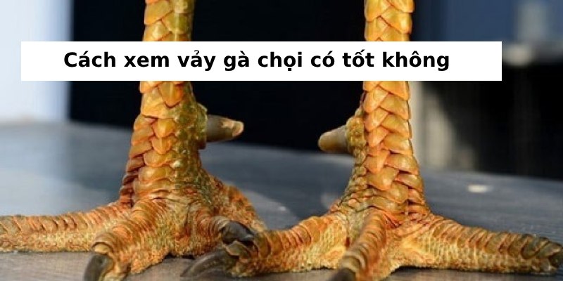 Cách xem vảy gà chọi: Hướng dẫn chi tiết cho người chơi gà 3 Các loại vảy gà chọi tốt và ý nghĩa của chúng